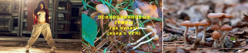 Псилоцибиновые грибы Psilocybine cubensis  Ялуторовск 